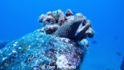 Diving a wreck near Ohau and found this moray. by Tom Handfield 